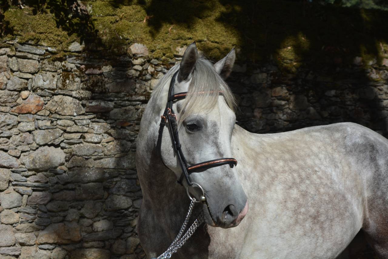 Ruin Connemara Te koop 2021 Schimmel