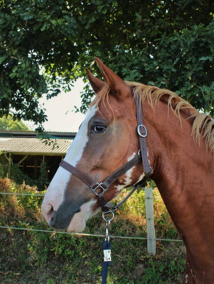 Ruin Welsh Partbred Te koop 2020 Overo