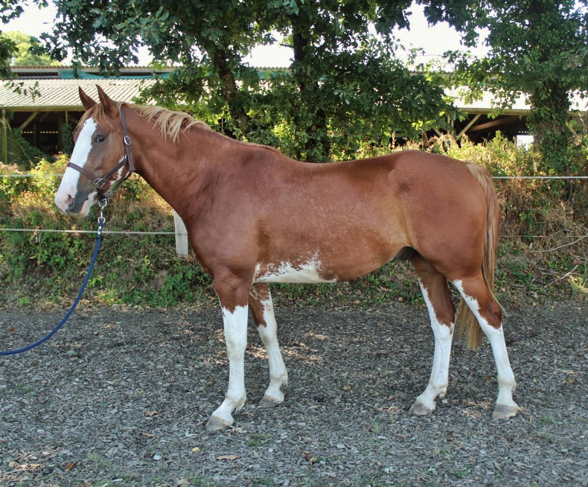 Ruin Welsh Partbred Te koop 2020 Overo