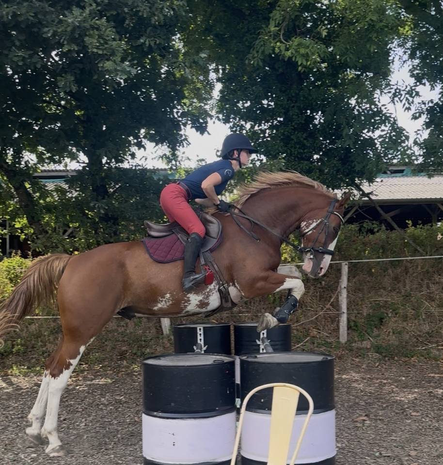 Ruin Welsh Partbred Te koop 2020 Overo