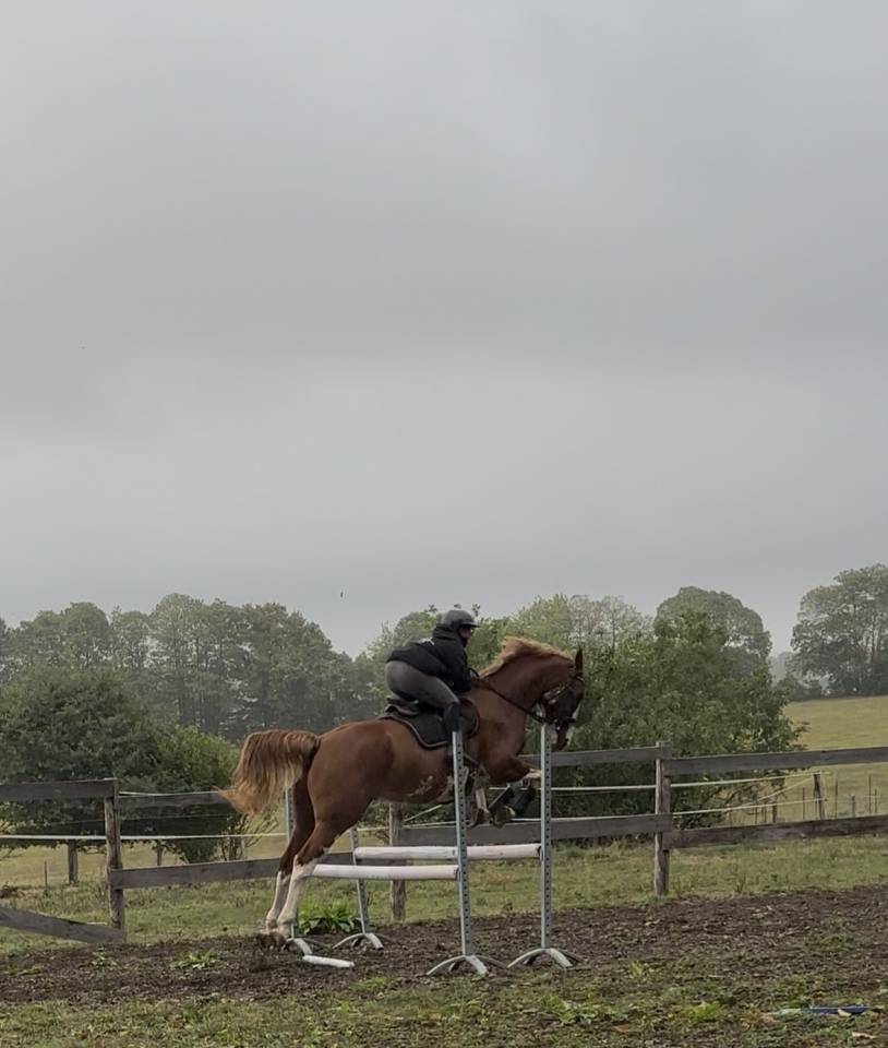 Ruin Welsh Partbred Te koop 2020 Overo