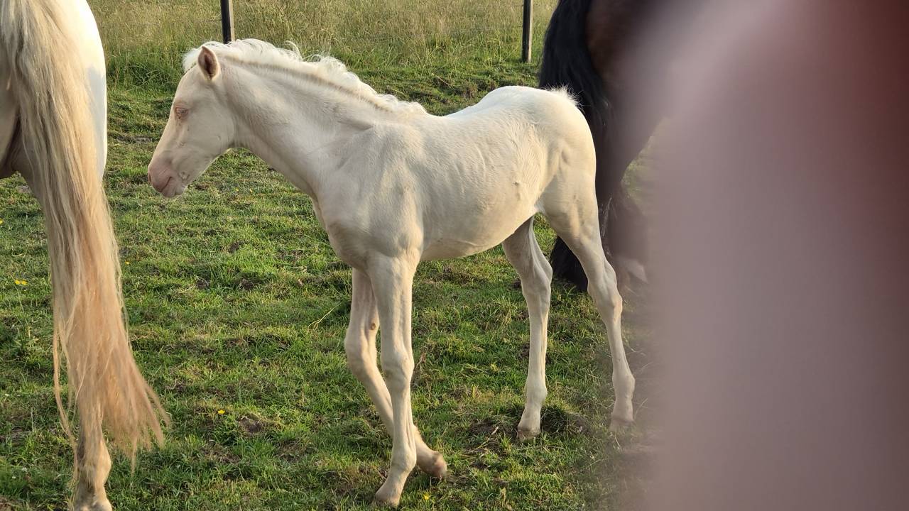 Veulen (vr) Arabisch halfbloed Te koop 2026 Cremello