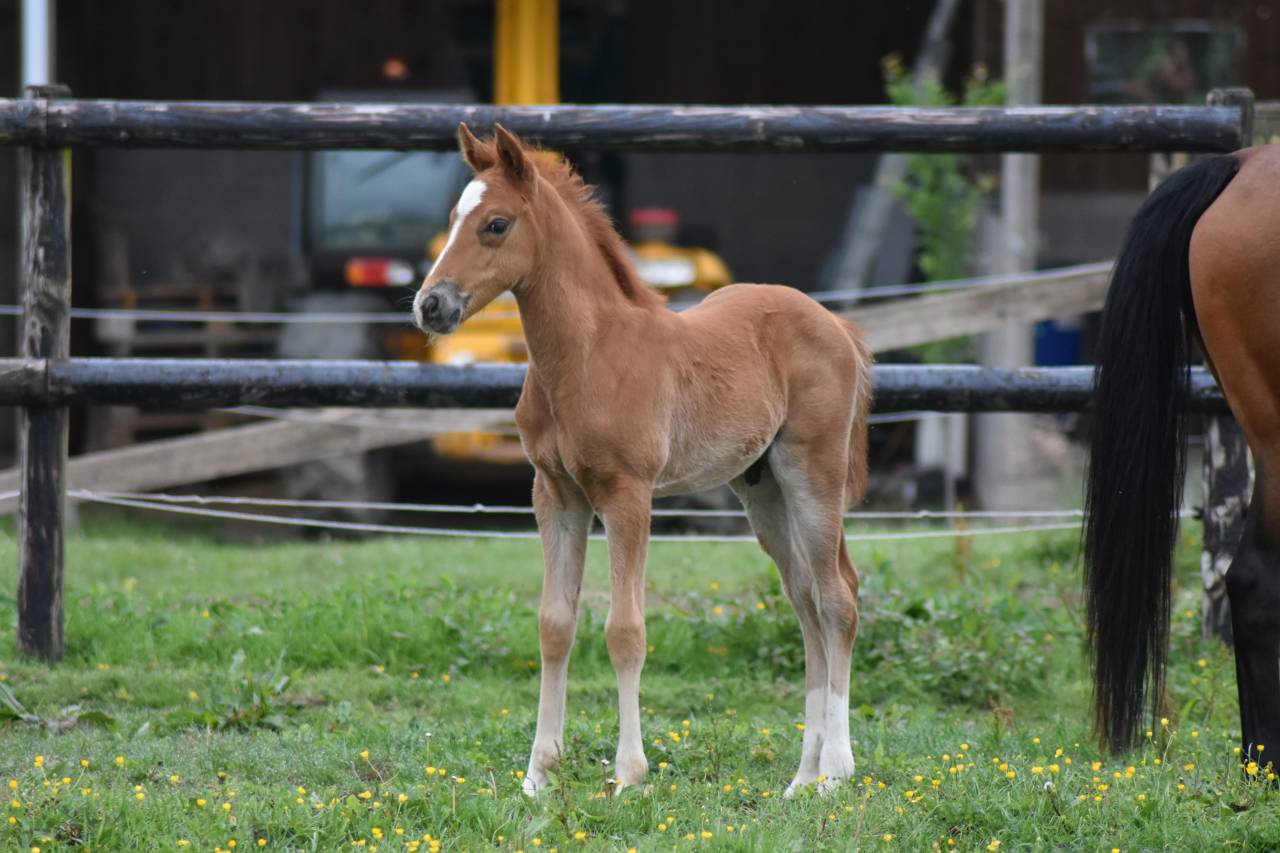 Veulen (ml) Franse rijpony PFS Te koop 2026 Vos ,  Gold &Eacute;ternel Poune&rsquo;s