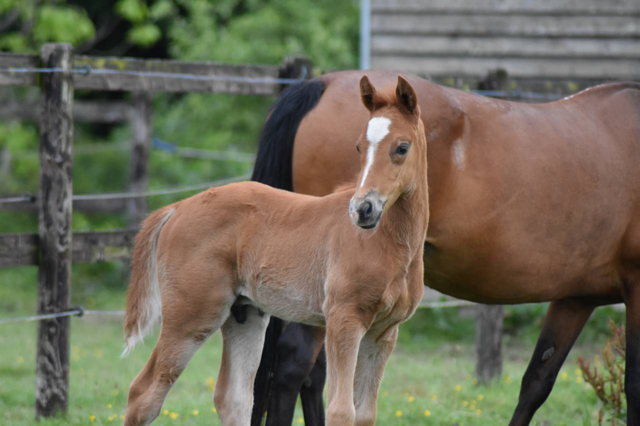 Veulen (ml) Franse rijpony PFS Te koop 2026 Vos ,  Gold &Eacute;ternel Poune&rsquo;s