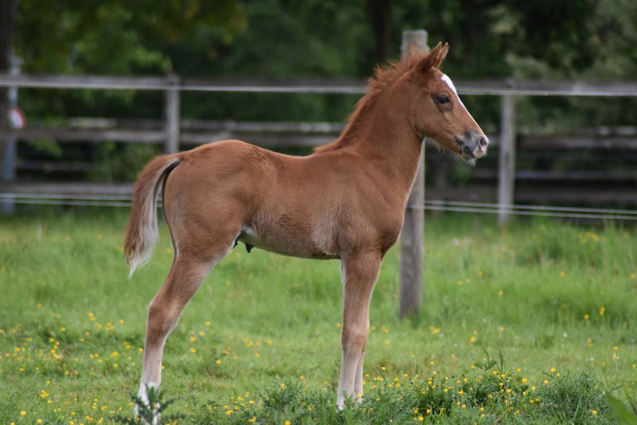 Veulen (ml) Franse rijpony PFS Te koop 2026 Vos ,  Gold &Eacute;ternel Poune&rsquo;s