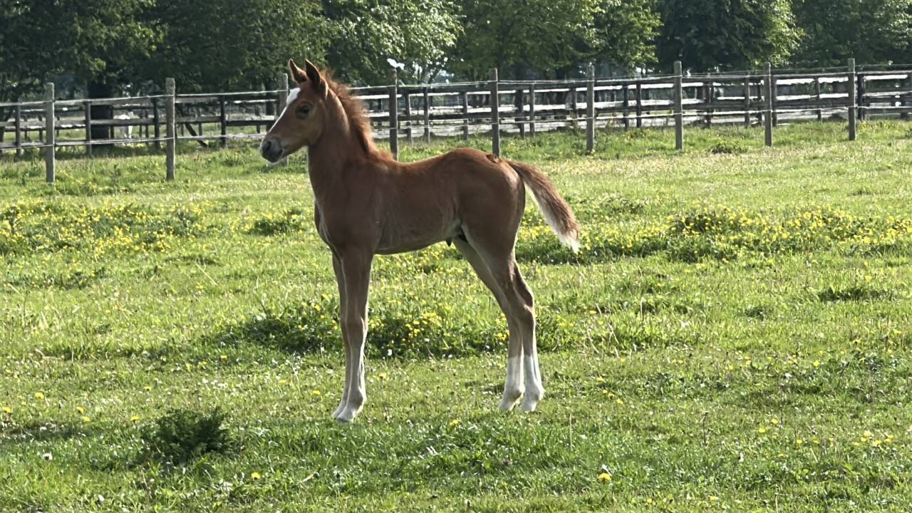 Veulen (ml) Franse rijpony PFS Te koop 2026 Vos ,  Gold &Eacute;ternel Poune&rsquo;s