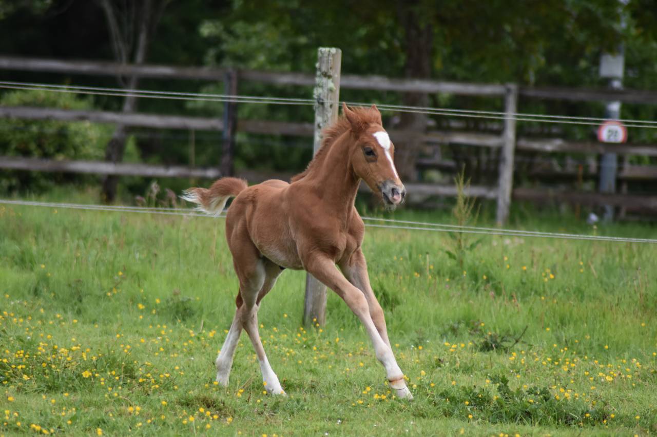 Veulen (ml) Franse rijpony PFS Te koop 2026 Vos ,  Gold &Eacute;ternel Poune&rsquo;s