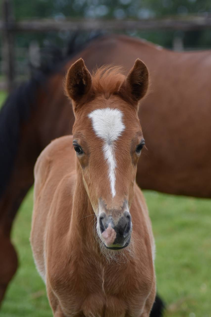 Veulen (ml) Franse rijpony PFS Te koop 2026 Vos ,  Gold &Eacute;ternel Poune&rsquo;s