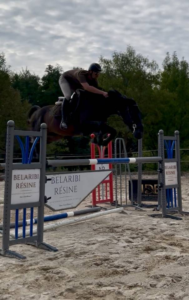 Ruin Selle Fran&ccedil;ais Te koop 2020 Bruin / Bai