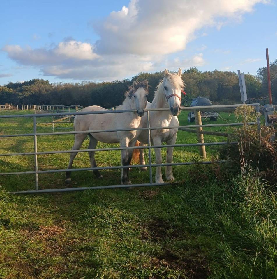 Veulen (ml) Highland Te koop 2026 Schimmel ,  BALMORAL MAC GREGOR