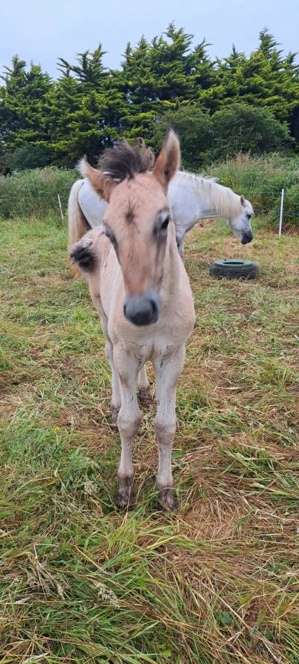 Veulen (ml) Highland Te koop 2026 Schimmel ,  BALMORAL MAC GREGOR