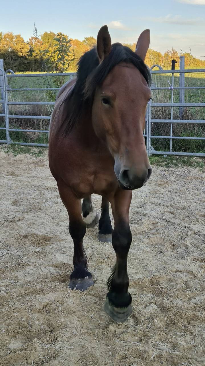 Merrie Cob-Normand Te koop 2023 Donker bruin / bai