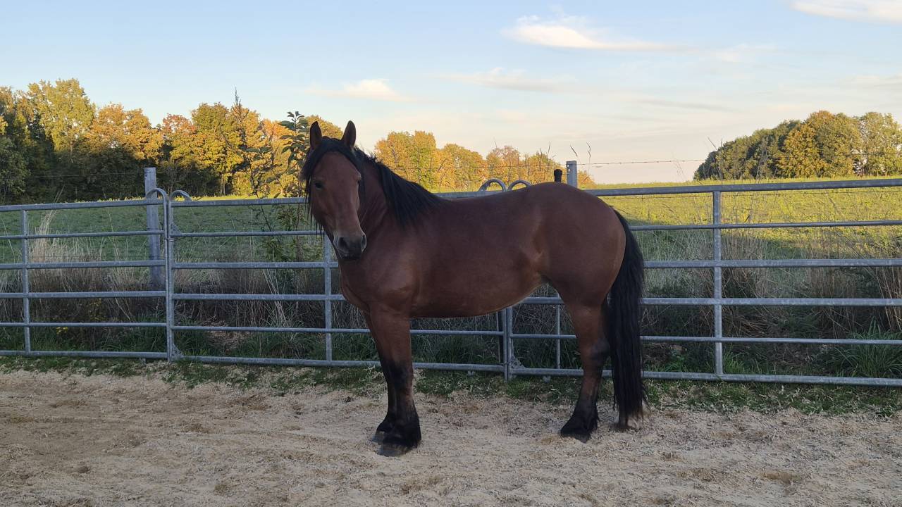Merrie Cob-Normand Te koop 2023 Donker bruin / bai