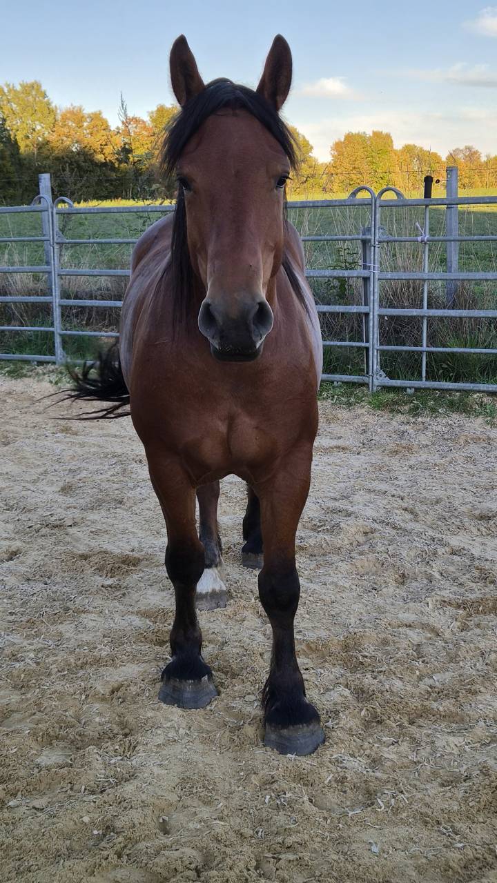 Merrie Cob-Normand Te koop 2023 Donker bruin / bai