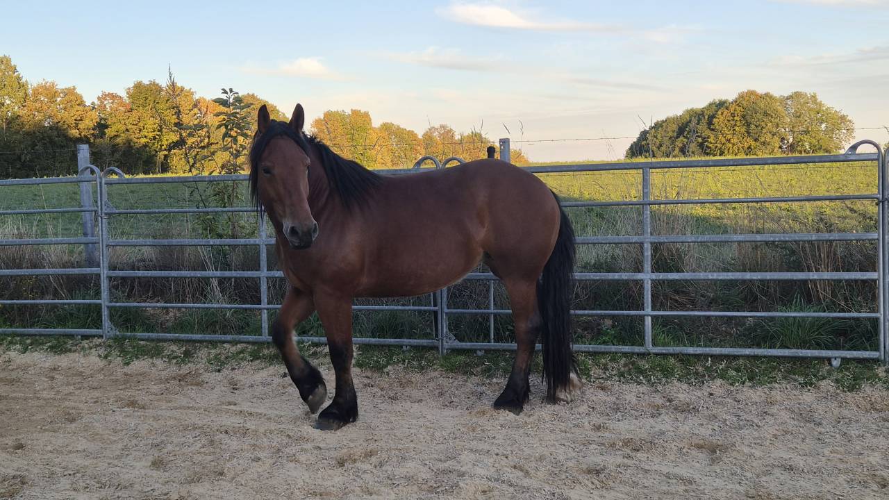 Merrie Cob-Normand Te koop 2023 Donker bruin / bai
