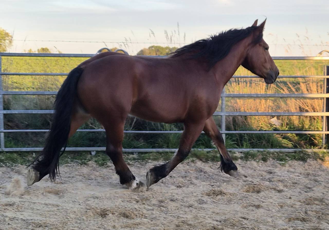 Merrie Cob-Normand Te koop 2023 Donker bruin / bai