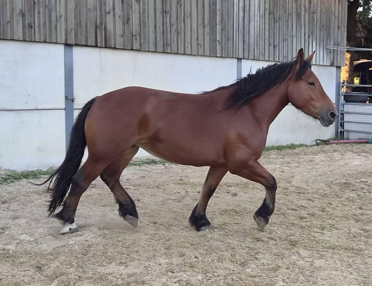Merrie Cob-Normand Te koop 2023 Donker bruin / bai