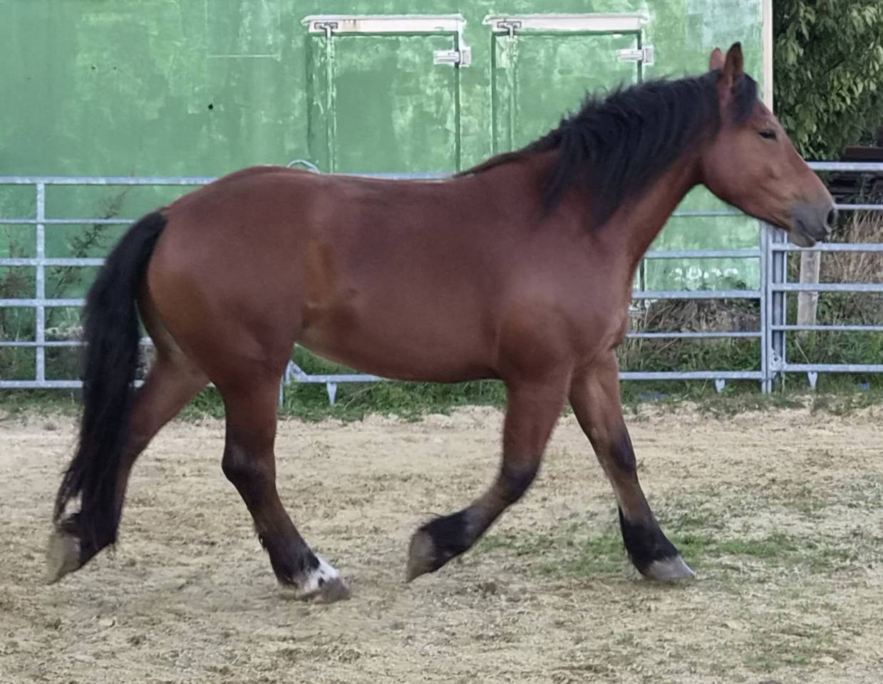 Merrie Cob-Normand Te koop 2023 Donker bruin / bai