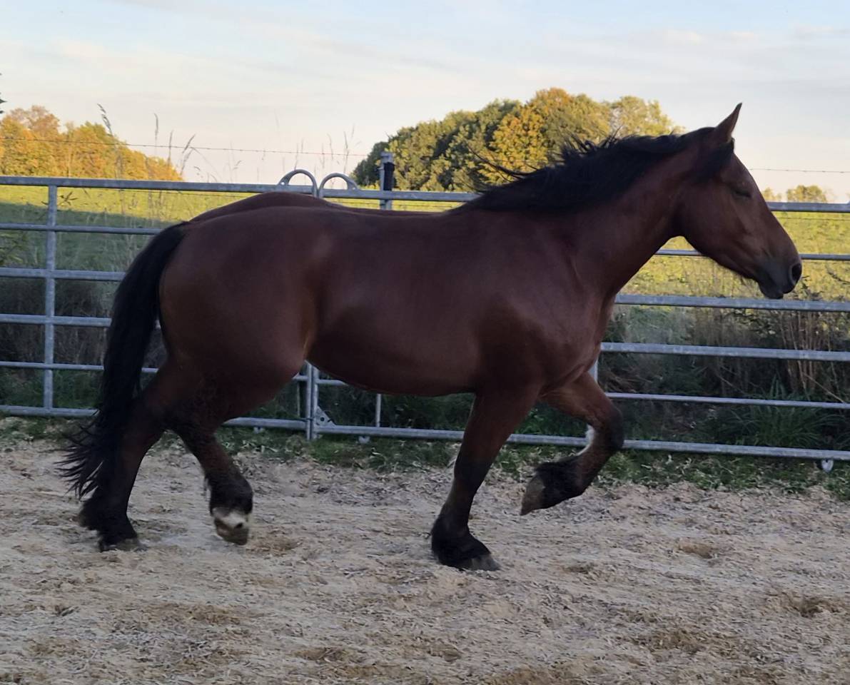 Merrie Cob-Normand Te koop 2023 Donker bruin / bai