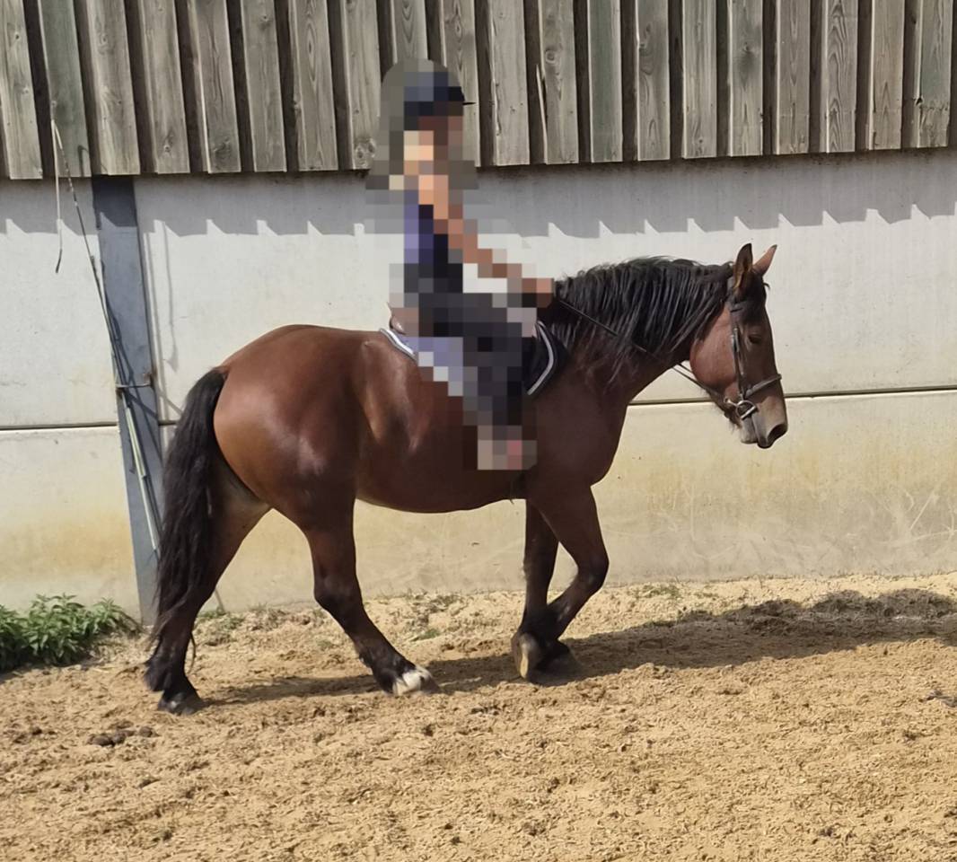 Merrie Cob-Normand Te koop 2023 Donker bruin / bai