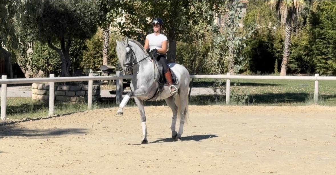 Ruin CDE Caballo Deporte Espanol Te koop 2015 Schimmel