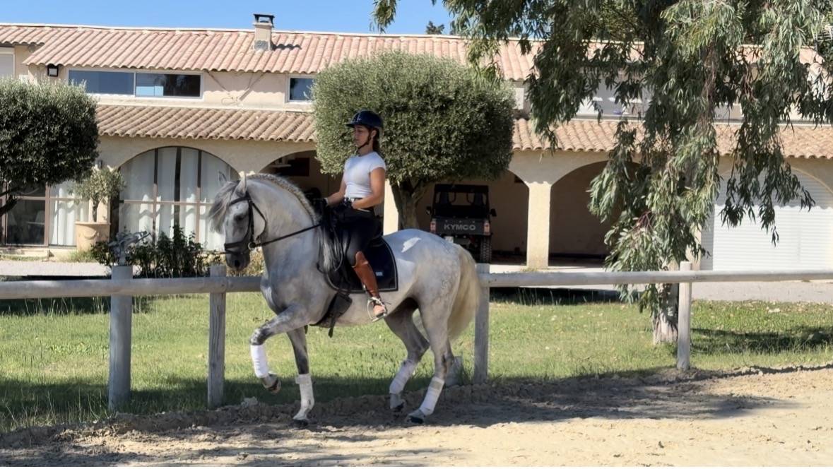 Ruin CDE Caballo Deporte Espanol Te koop 2015 Schimmel