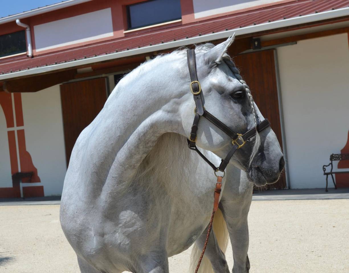 Ruin CDE Caballo Deporte Espanol Te koop 2015 Schimmel