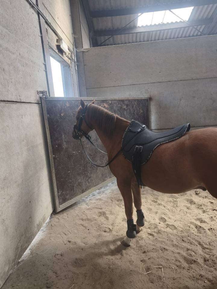 Dekhengst Welsh Pony (Section B) Te koop 2018 Overige kleuren