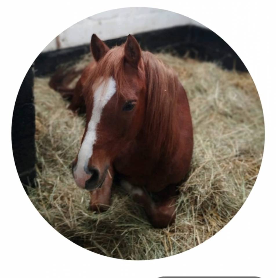 Dekhengst Welsh Pony (Section B) Te koop 2018 Overige kleuren