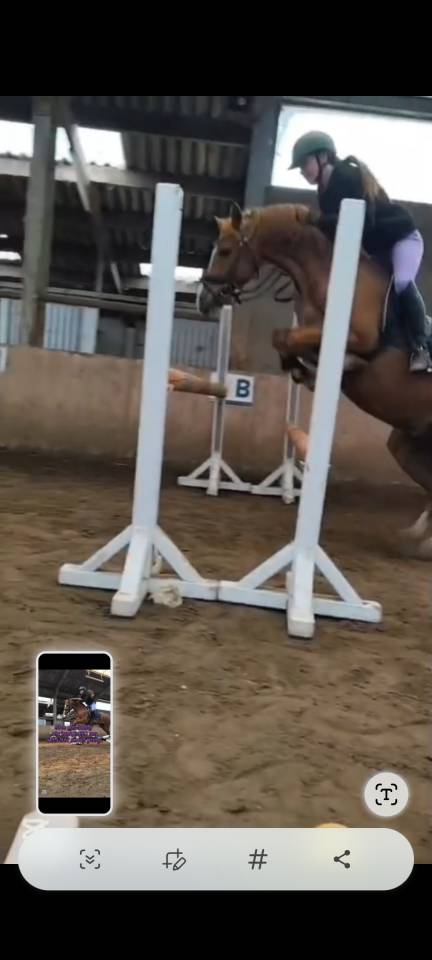 Dekhengst Welsh Pony (Section B) Te koop 2018 Overige kleuren
