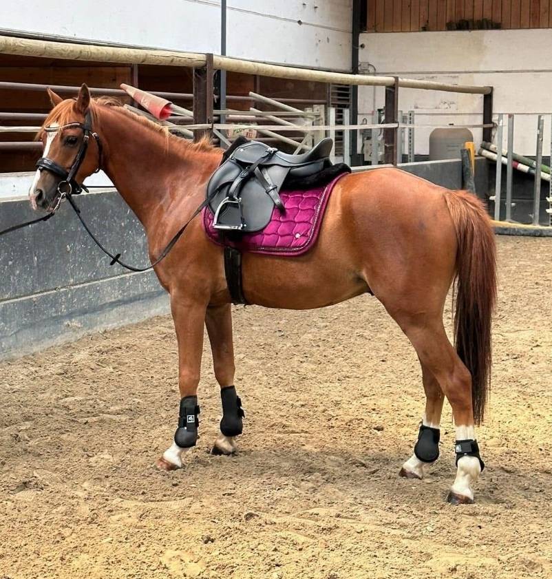 Dekhengst Welsh Pony (Section B) Te koop 2018 Overige kleuren