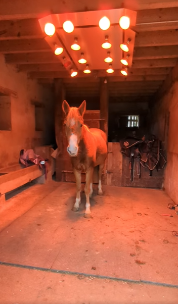 Merrie Franse rijpony PFS Te koop 2021 Vos