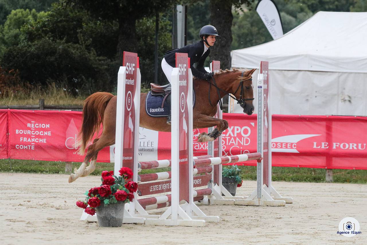 Merrie Franse rijpony PFS Te koop 2021 Vos