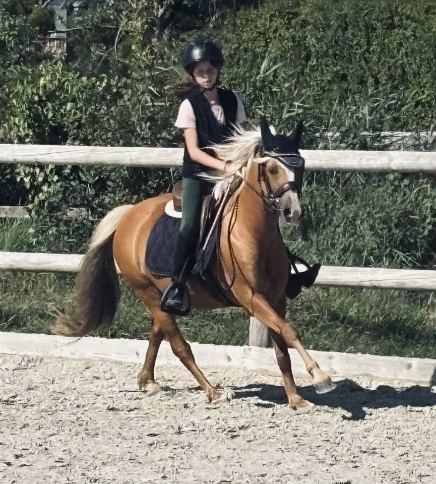 Ruin Welsh Pony (Section B) Te koop 2015 Palomino ,  Eyarth enzo