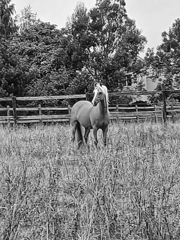 Ruin Welsh Pony (Section B) Te koop 2015 Palomino ,  Eyarth enzo