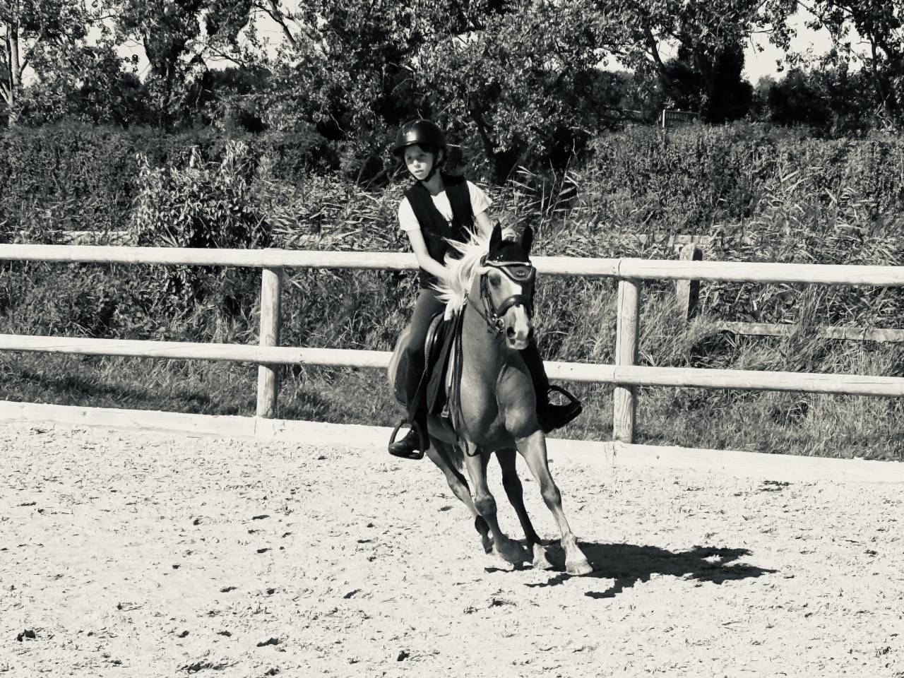 Ruin Welsh Pony (Section B) Te koop 2015 Palomino ,  Eyarth enzo