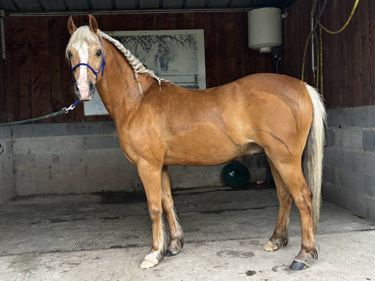 Ruin Welsh Pony (Section B) Te koop 2015 Palomino ,  Eyarth enzo