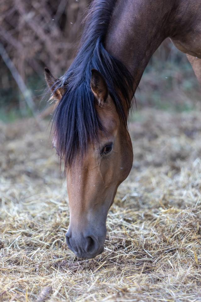 Veulen (vr) Franse rijpony PFS Te koop 2025 Isabel