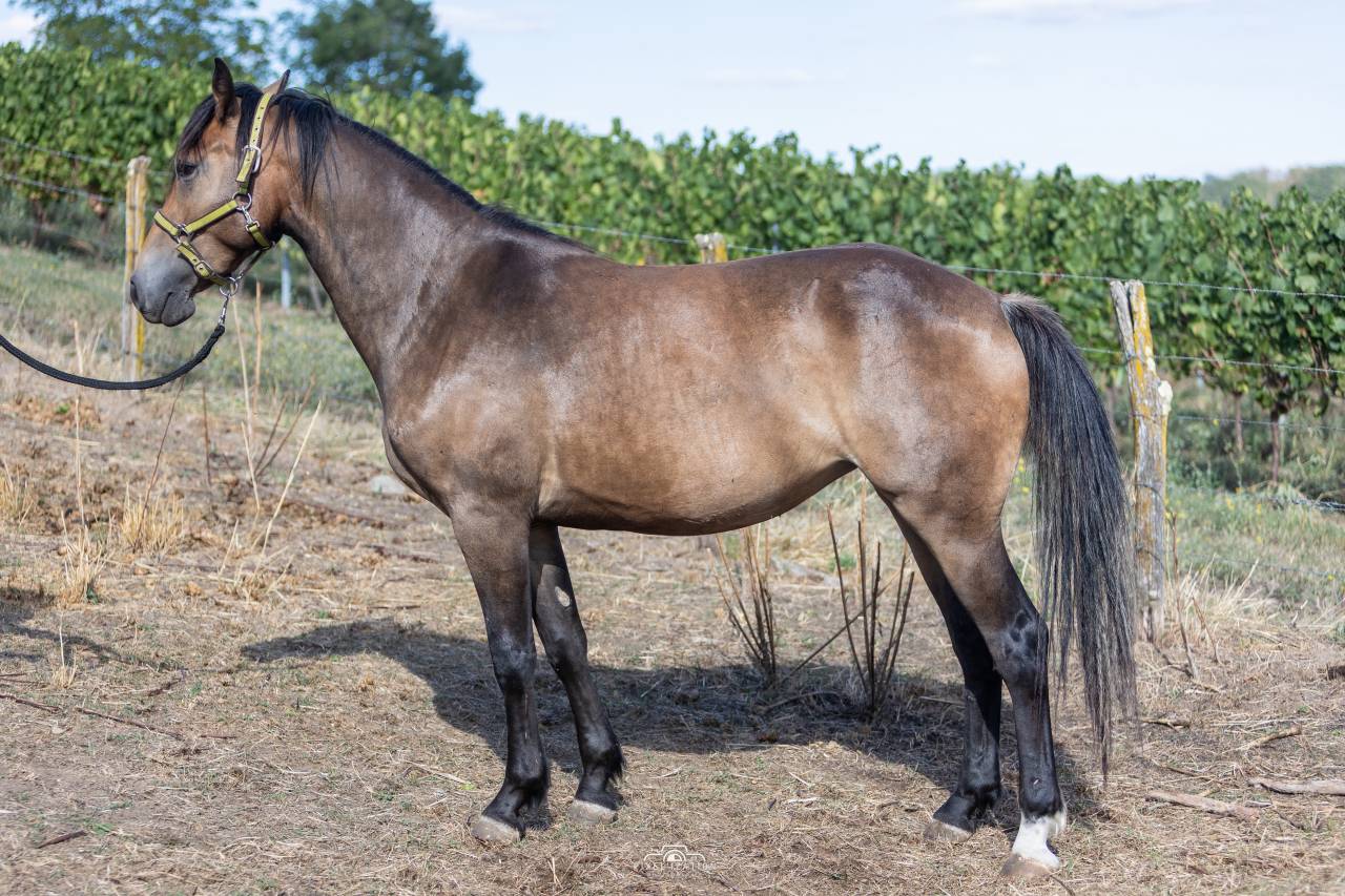Veulen (vr) Franse rijpony PFS Te koop 2025 Isabel