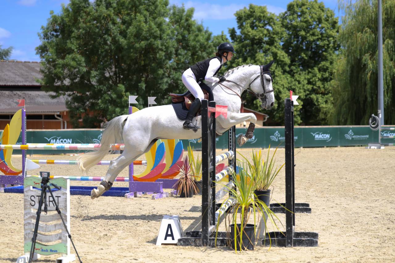 Merrie Bekend ras Te koop 2015 Schimmel