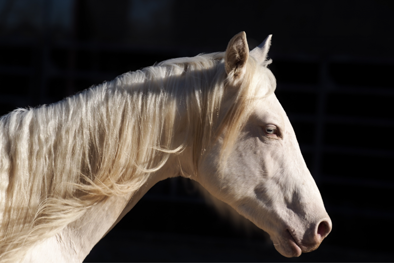 Veulen (ml) Quarter Horse Te koop 2024 Cr&egrave;me
