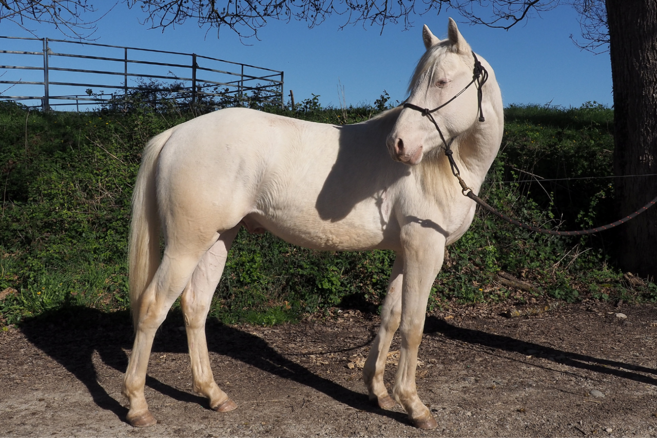 Veulen (ml) Quarter Horse Te koop 2024 Cr&egrave;me