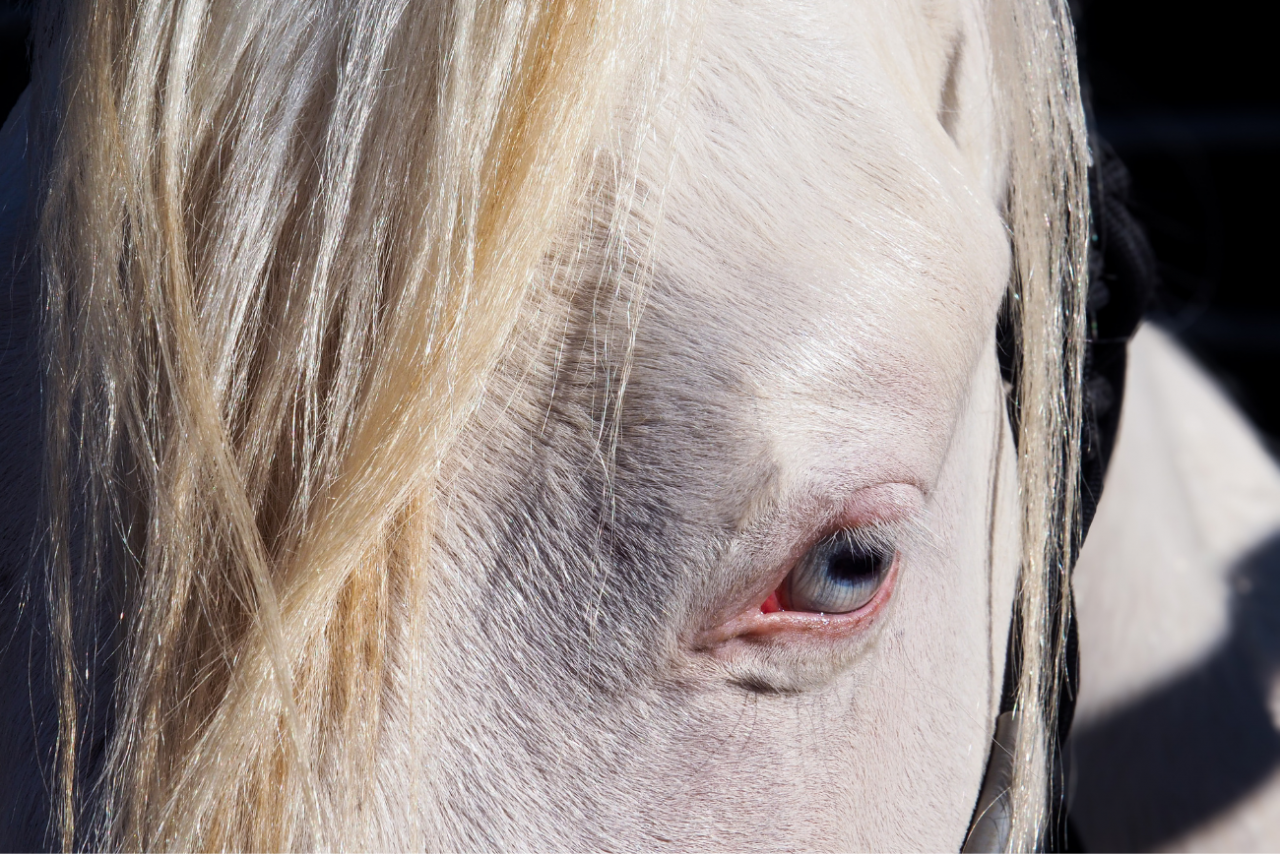 Veulen (ml) Quarter Horse Te koop 2024 Cr&egrave;me