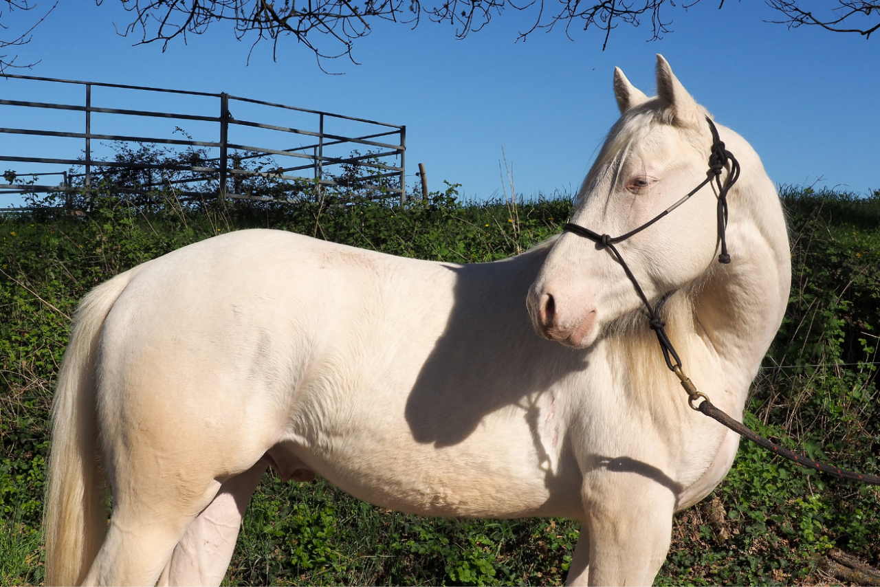 Veulen (ml) Quarter Horse Te koop 2024 Cr&egrave;me