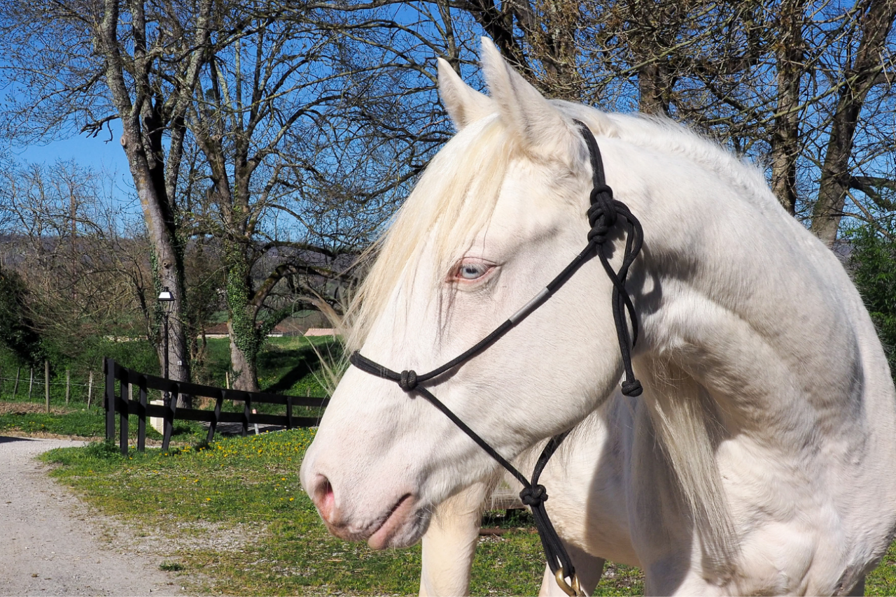 Veulen (ml) Quarter Horse Te koop 2024 Cr&egrave;me
