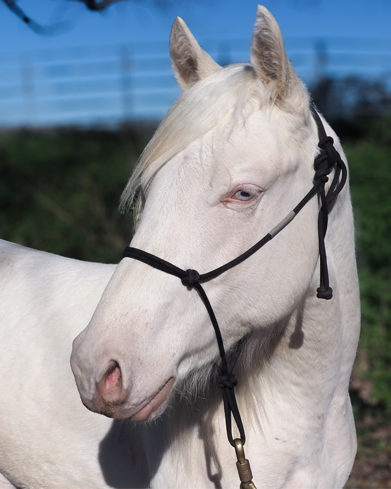 Veulen (ml) Quarter Horse Te koop 2024 Cr&egrave;me