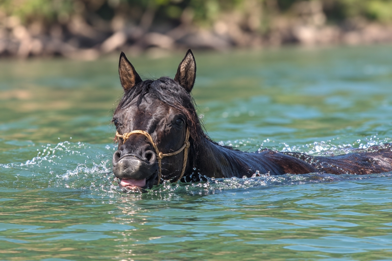 Merrie Quarter Horse Te koop 2020 Muisgrijs ,  JAZ GC DE PLATA