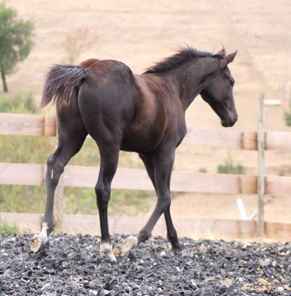 Veulen (ml) Paint Horse Te koop 2026 Zwart