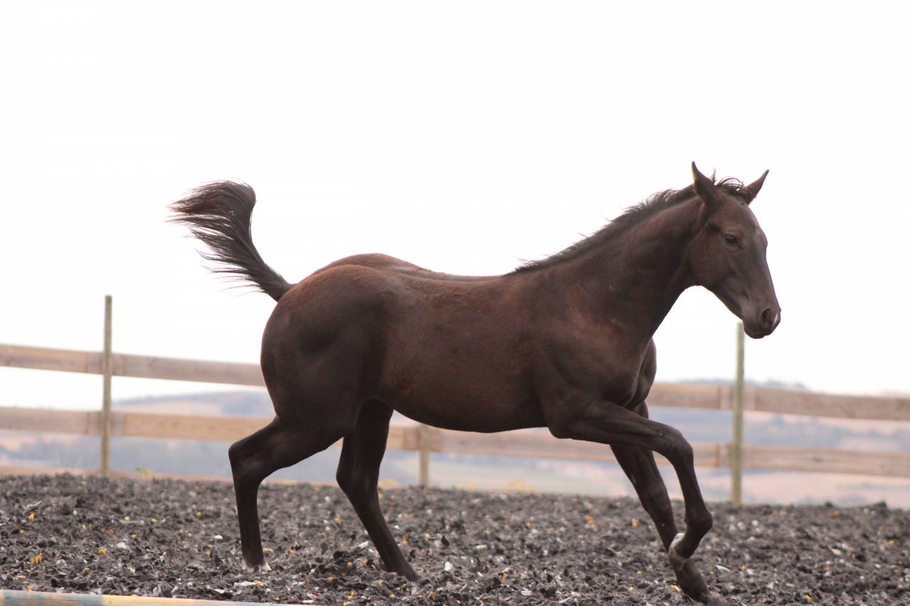 Veulen (ml) Paint Horse Te koop 2026 Zwart