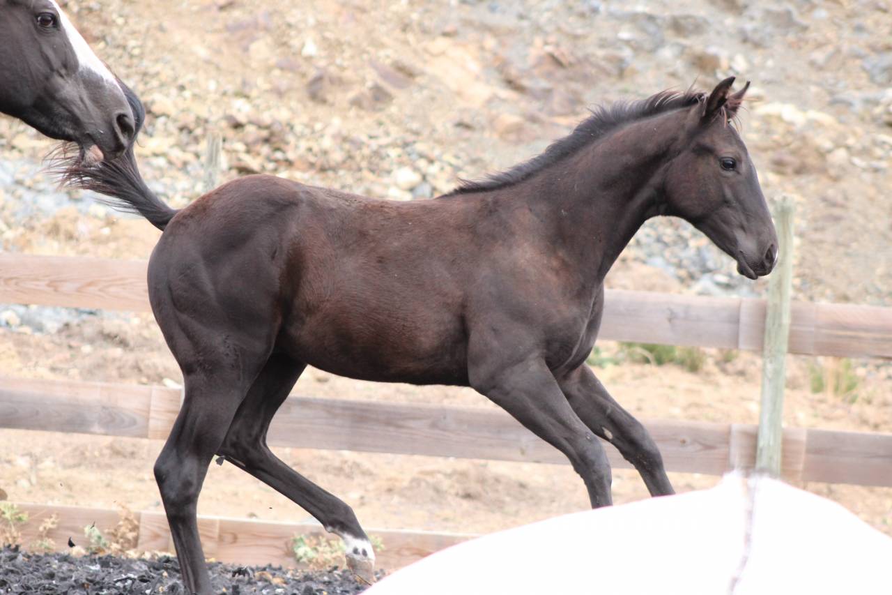 Veulen (ml) Paint Horse Te koop 2026 Zwart